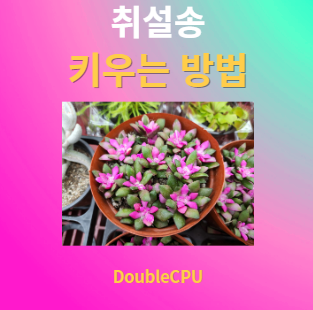 취설송 키우기
