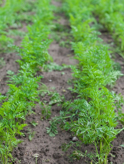 텃밭당근자라는 모습