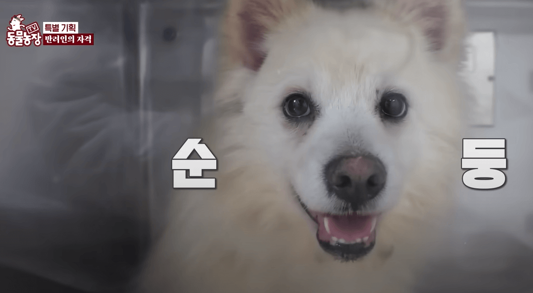 동물농장 1171회 구조된 스피츠들. 그 후
