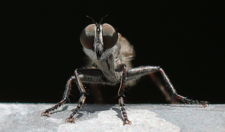 날파리 퇴치법 10가지: 집에서 쉽게 할 수 있는 자연친화적인 방법 총정리