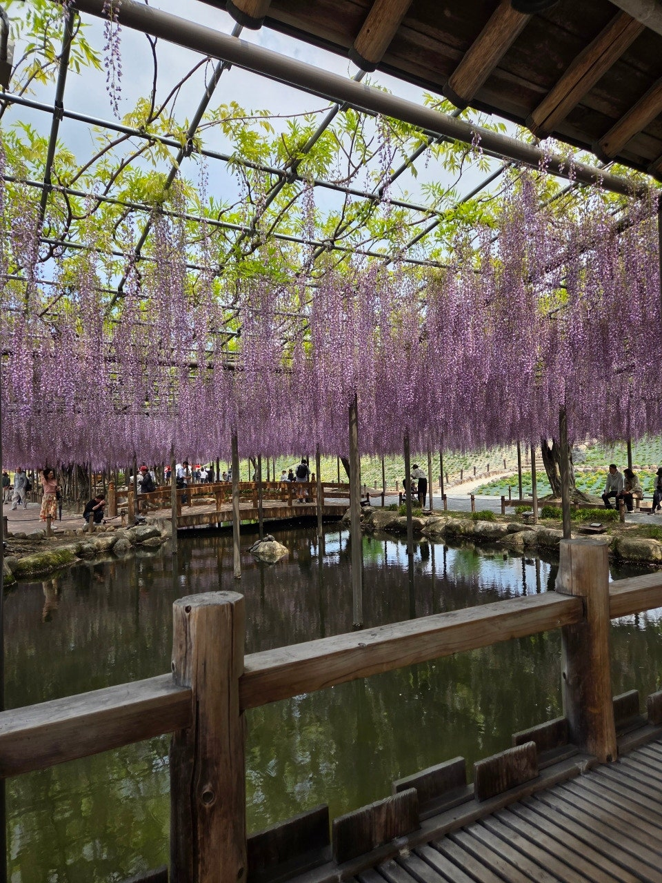 나고야역에서 쓰시마역 가는법,나고야역에서 츠시마역 가는법,후지마츠리,등나무축제,나고야 자유여행
,나고야근교여행,나고야소도시,나고야축제,일본축제