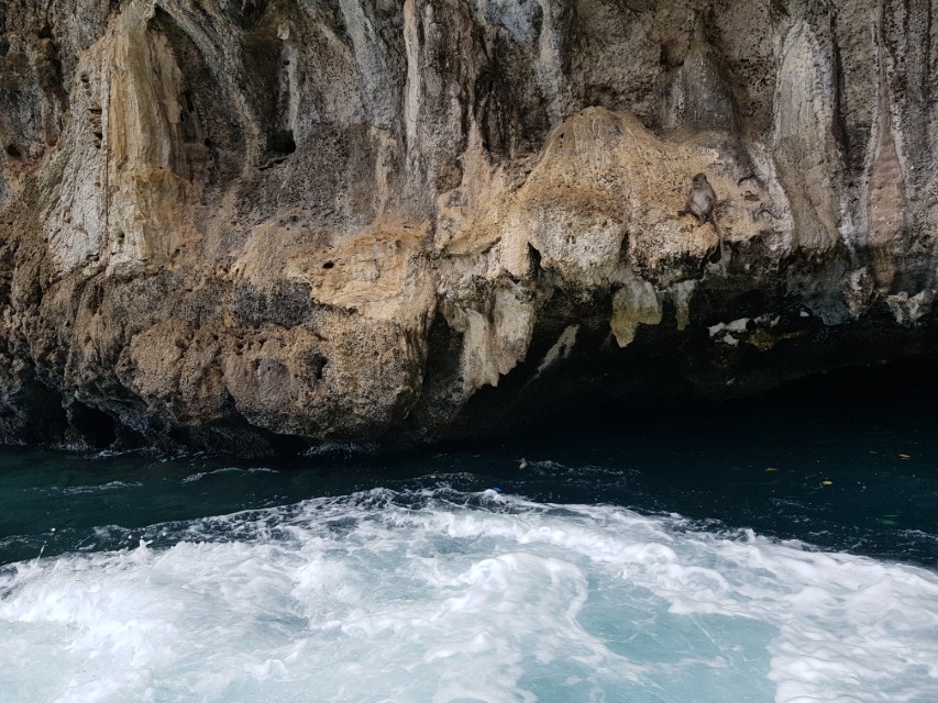 몽키베이 절벽 위 원숭이 모습