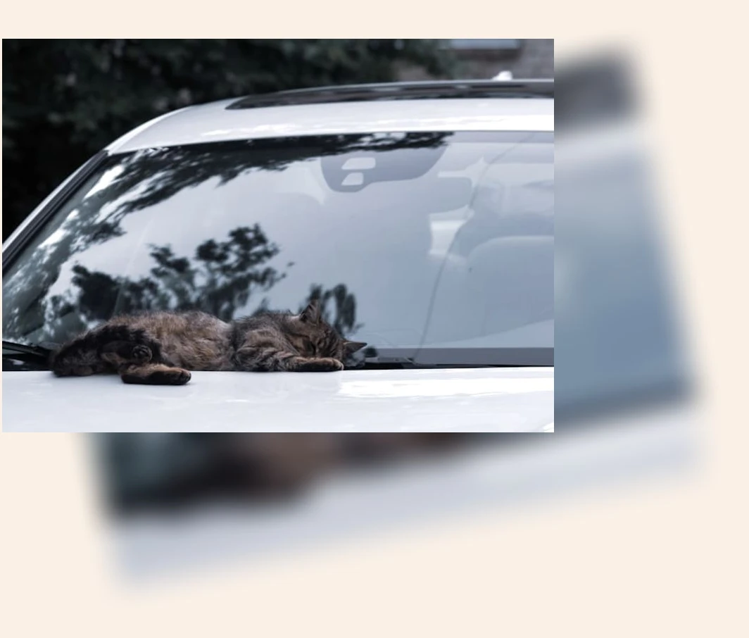 고양이 수면_3_subsection