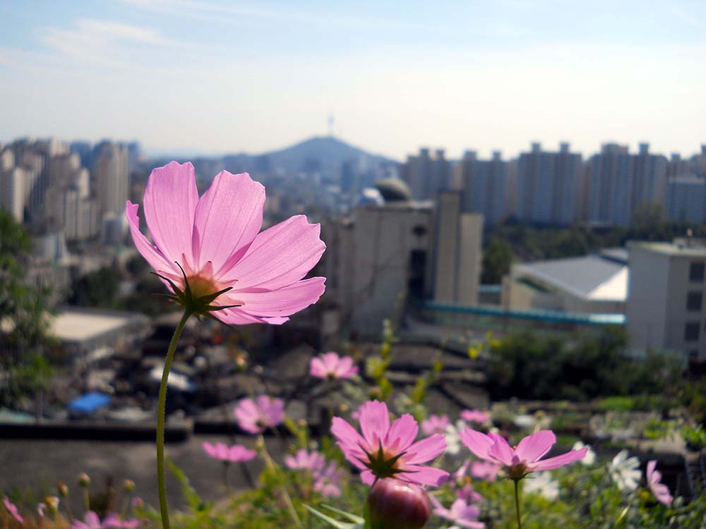 안산(Ansan)에서 독립문(獨立門) 비둘기까지