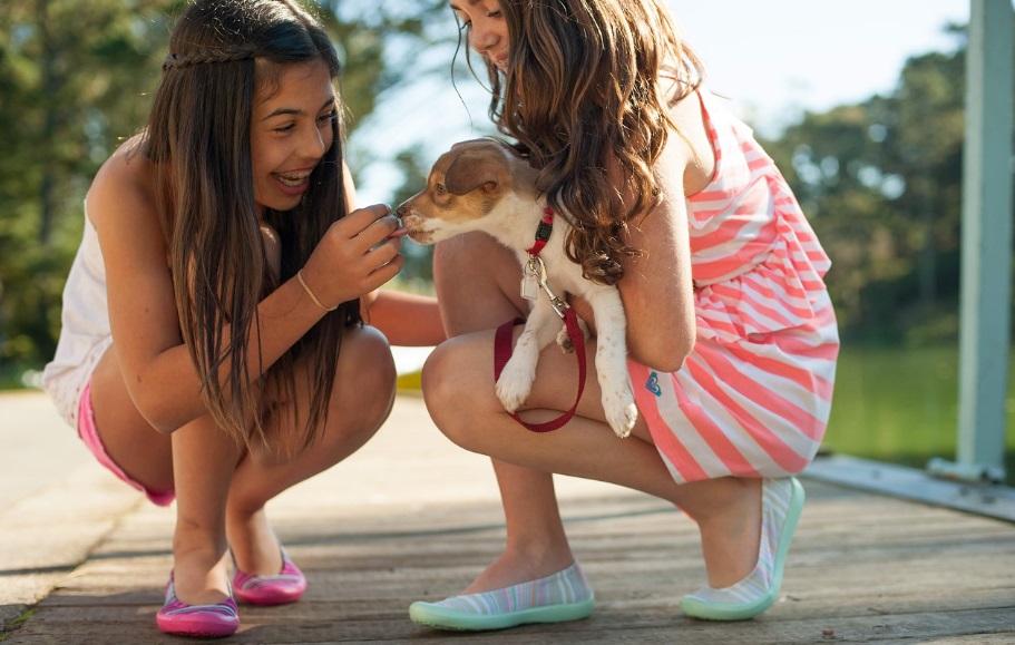 반려견 키우기 관련 사진