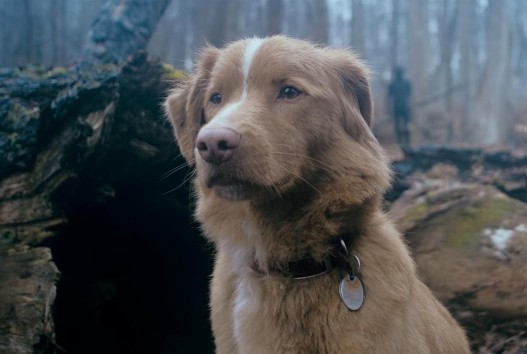 [영화 굿보이 후기/리뷰] OTT 다시보기 보는곳 - 줄거리&amp;#44; 결말&amp;#44; 재밌나요? 재미 있다 vs 재미 없다