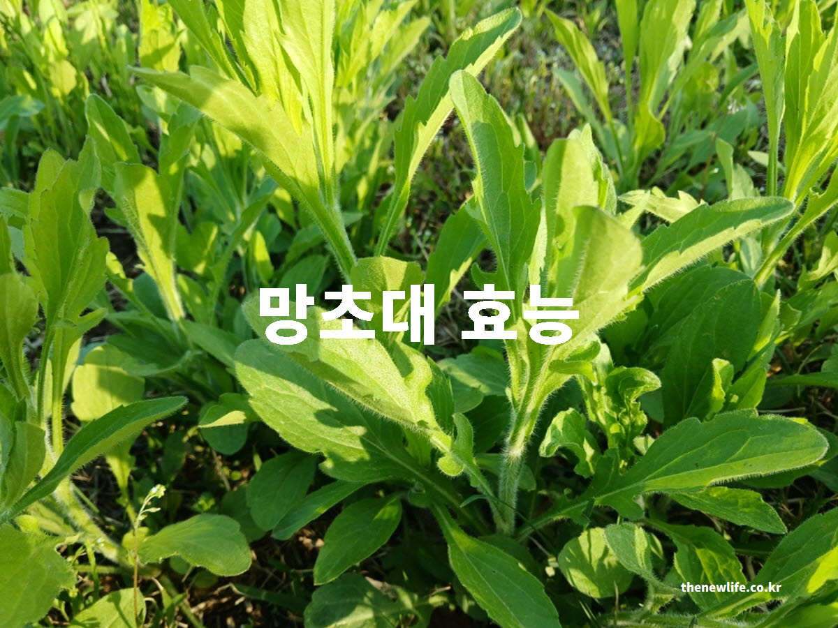 망초대 효능 대표 실사진