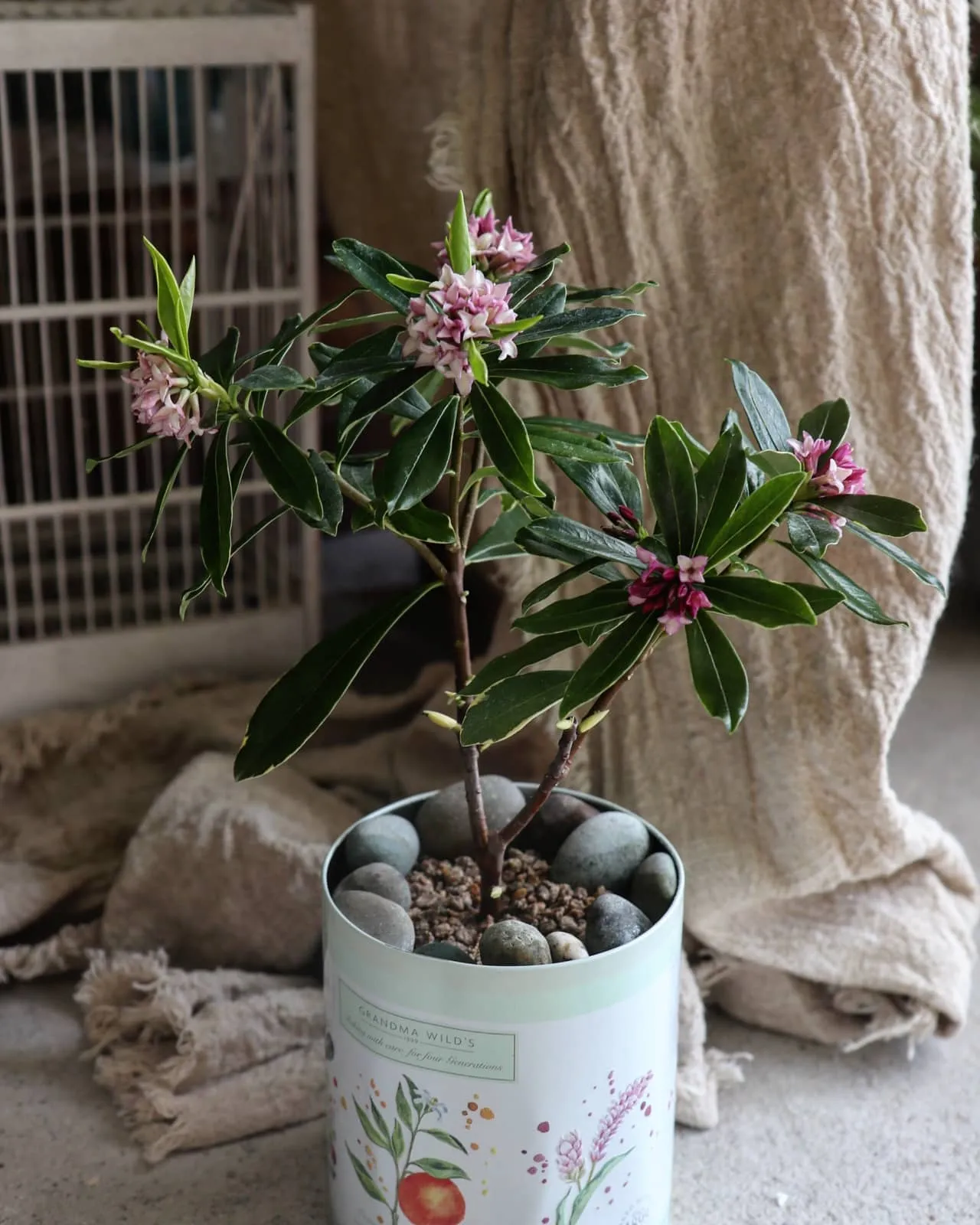 천리향 키우기와 향을 오래 유지하는 방법_2