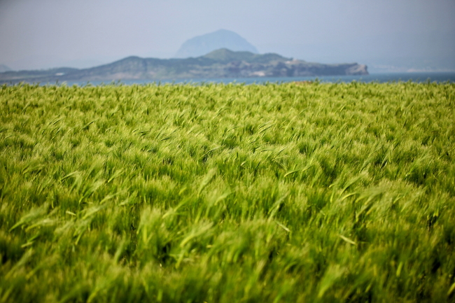 4월 봄 제주 가볼만한곳 명소 TOP 05 데이트 주말 나들이 추천