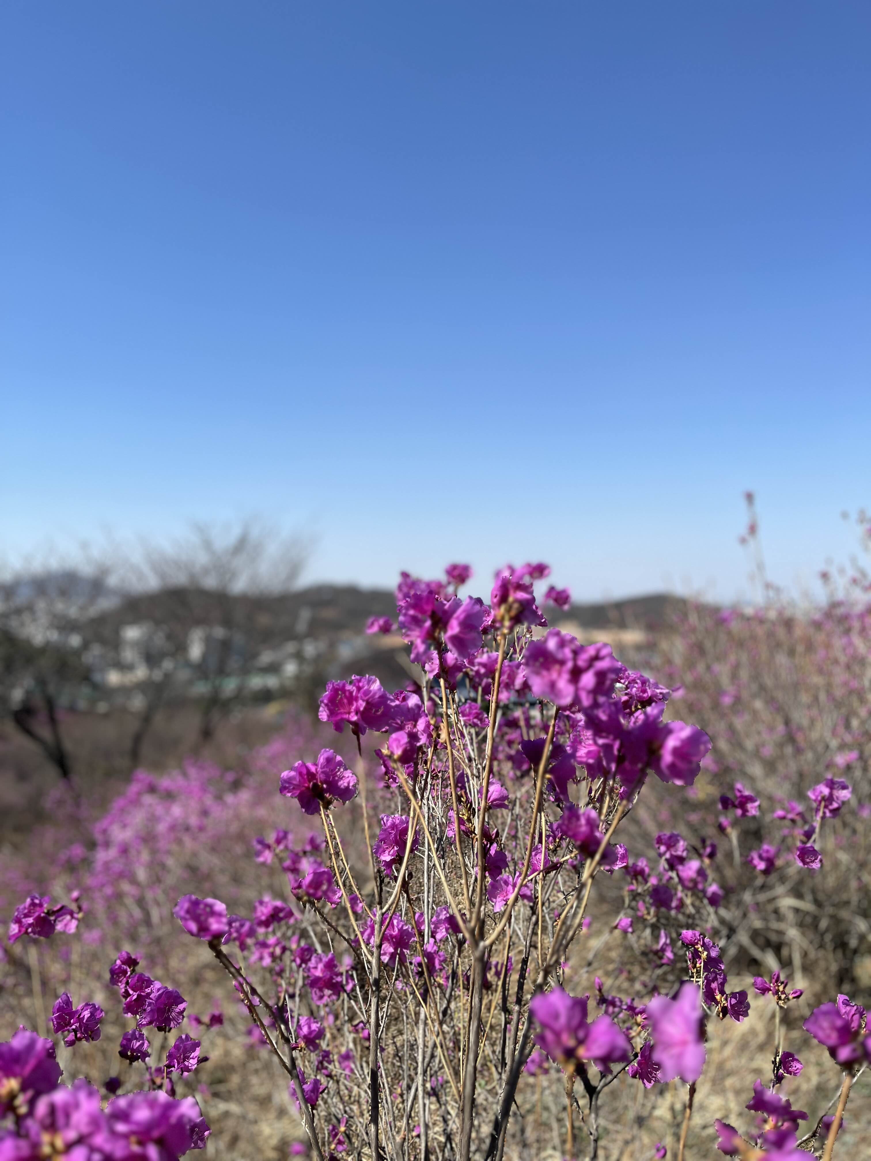 원미산 진달래동산