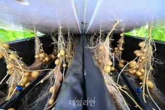 감자 재배 심는간격 상토 선택 배수 관리_8