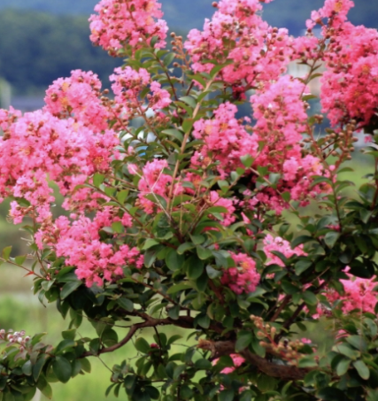 노지월동 정원수 