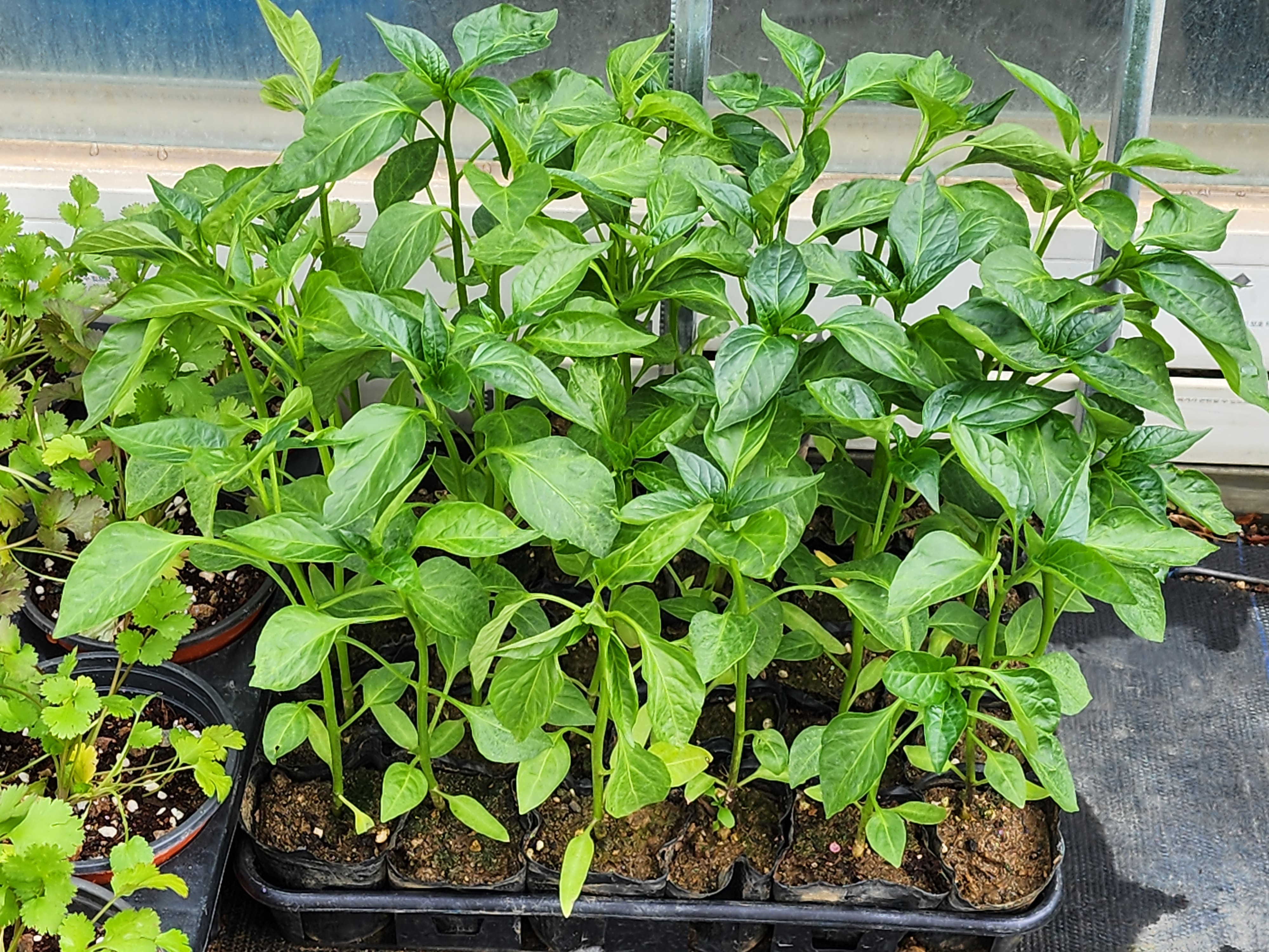 고추모종 심는 시기