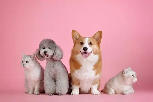 애완동물 사진