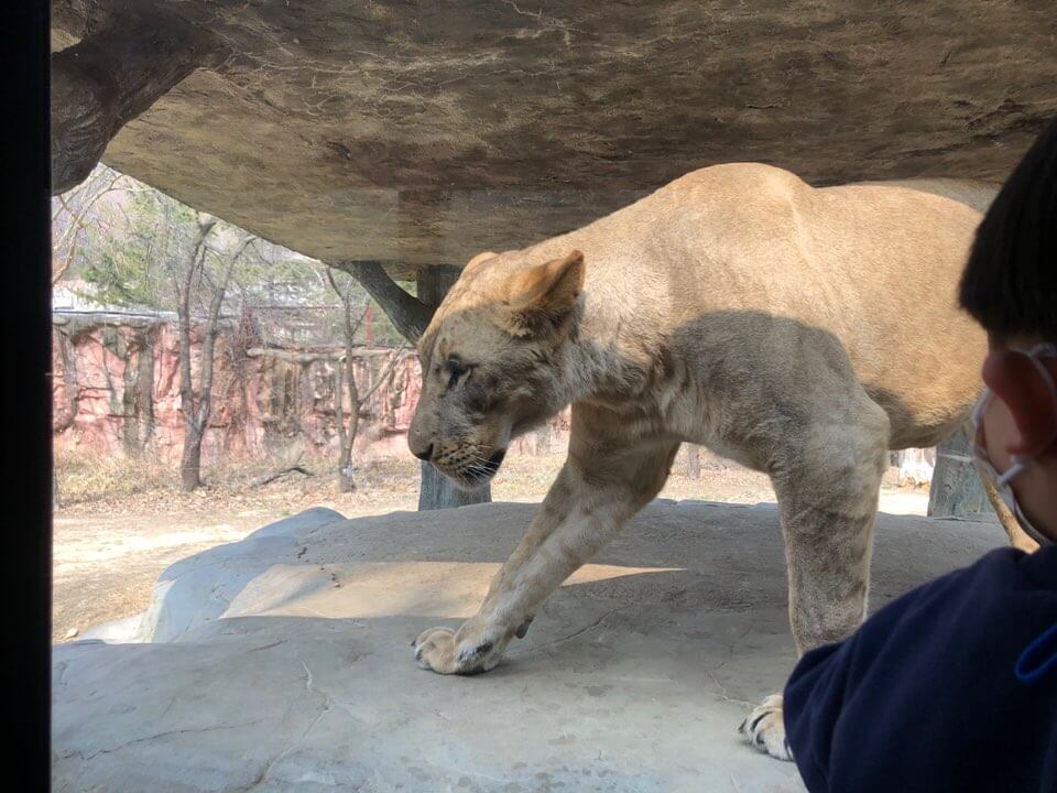 오월드 입장료