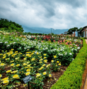 2024 곡성 세계 장미축제 