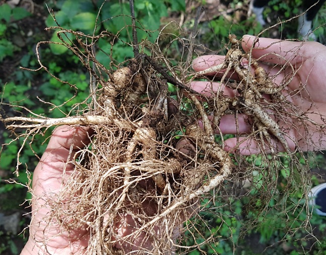 극한직업-산양삼-어디-