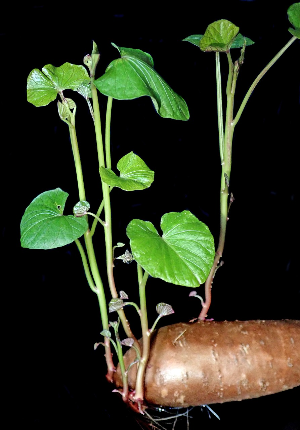 Potato Shoots are Harmful, but Sweet Potato Shoots Are Beneficial!