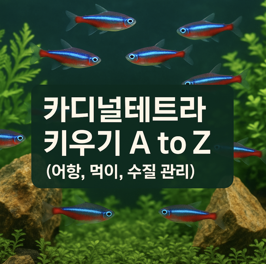 카디널테트라 키우기 A to Z (어항, 먹이, 수질 관리)