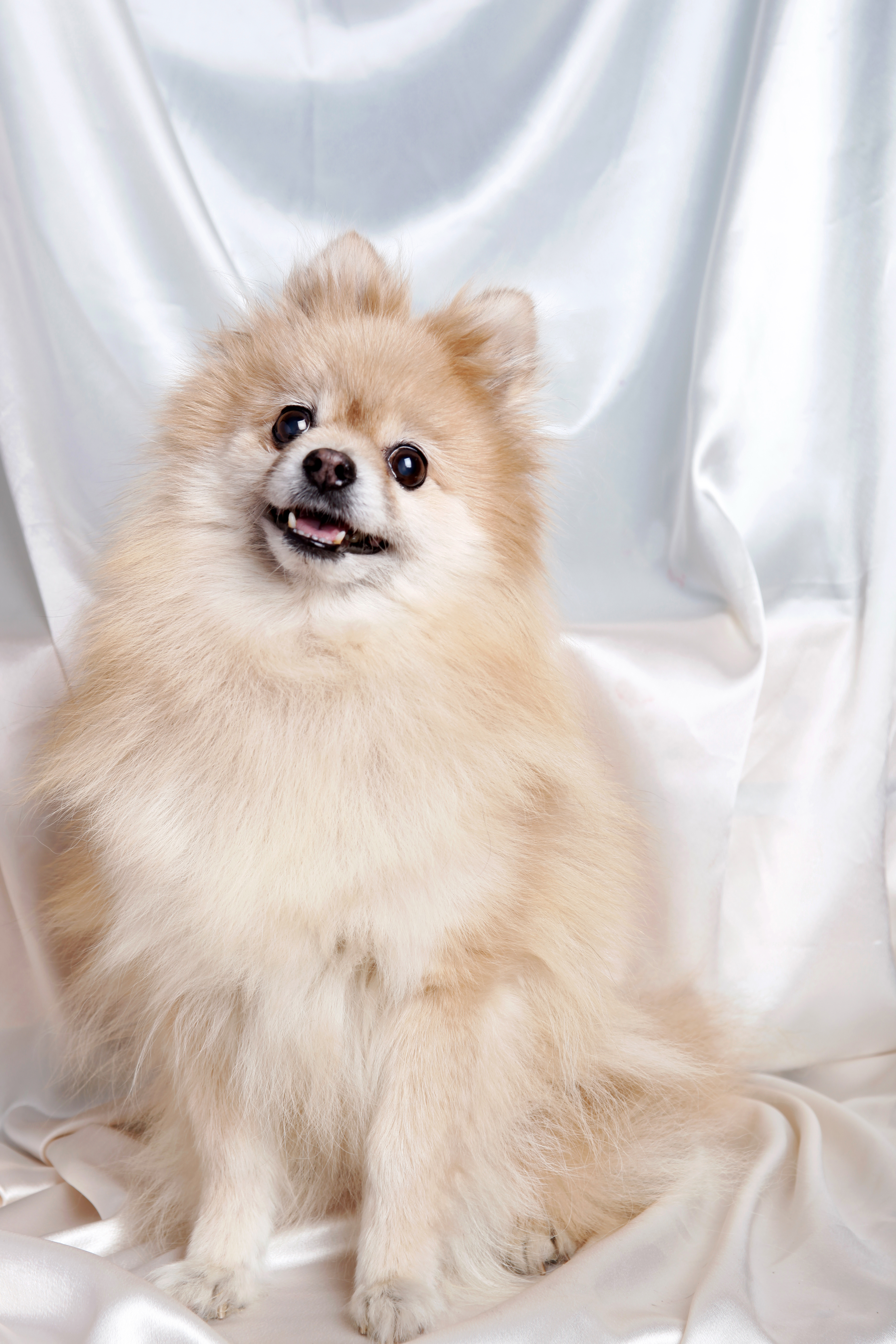 강아지 양치 관련 사진