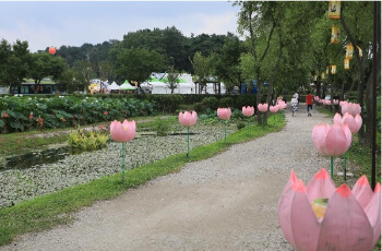 부여서동연꽃축제_8