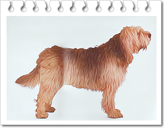 사냥견.
이탤리언 스피노네(Italian Spinone)