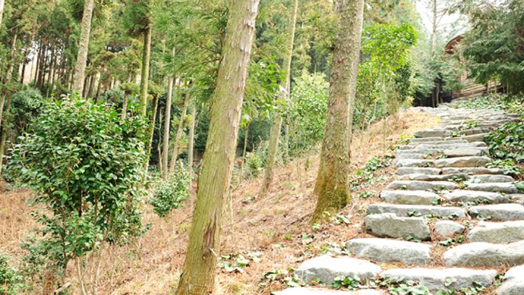 장흥 우드랜드 편백숲