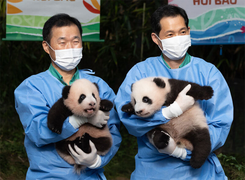 에버랜드 판다월드