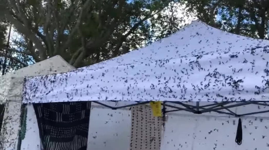 러브버그의 집단번식