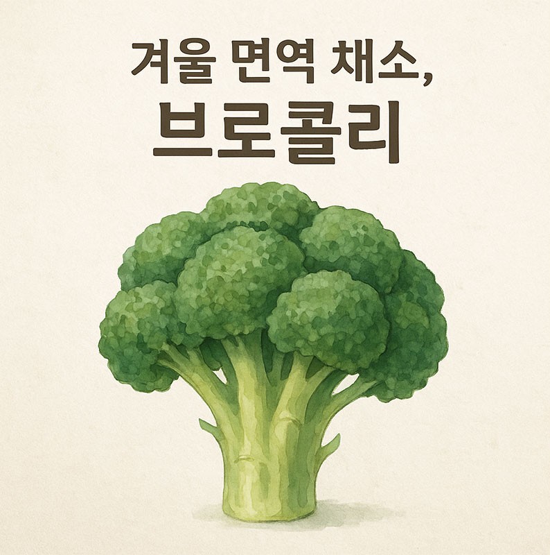 겨울 면역 채소 브로콜리