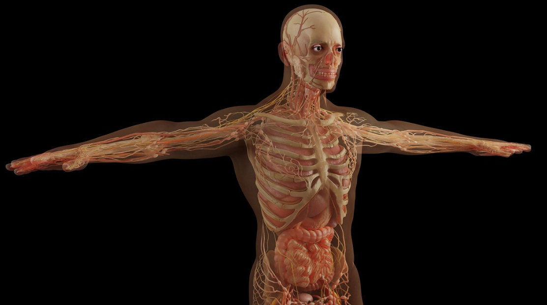 맞춤형 장기 배양 기술자: 줄기세포와 바이오프린팅을 이용해 개인 맞춤형 장기를 제작하는 직업