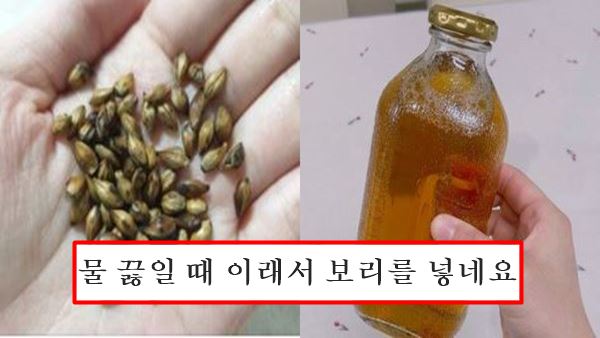 보리차 효능