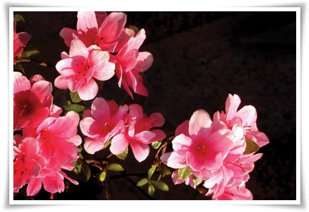 "영산홍" 봄날을 물들이는 활짝 핀 주홍빛 유혹의 매혹적인 꽃!