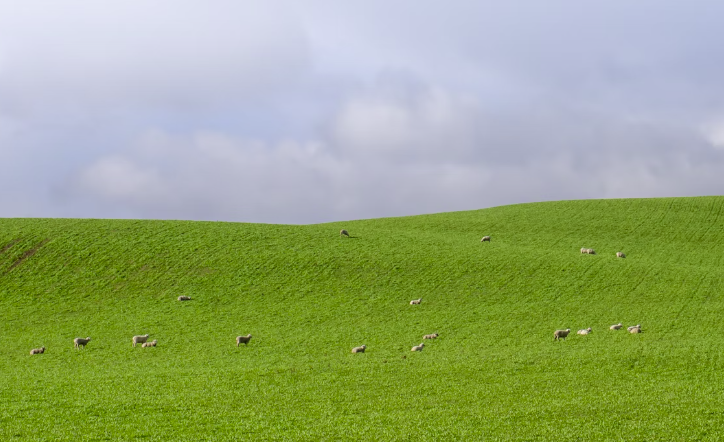 2025 고창 청보리밭 축제 교통편 안내