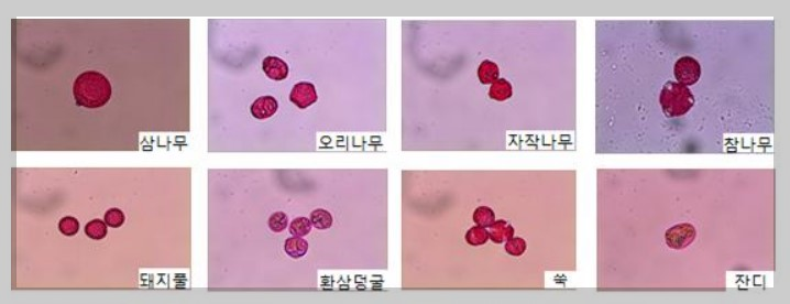 꽃가루알레르기 특징 및 알레르기증상, 꽃가루알레르기예방법