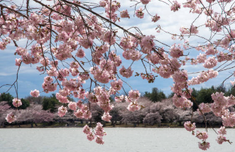 2026 벚꽃 개화 시기