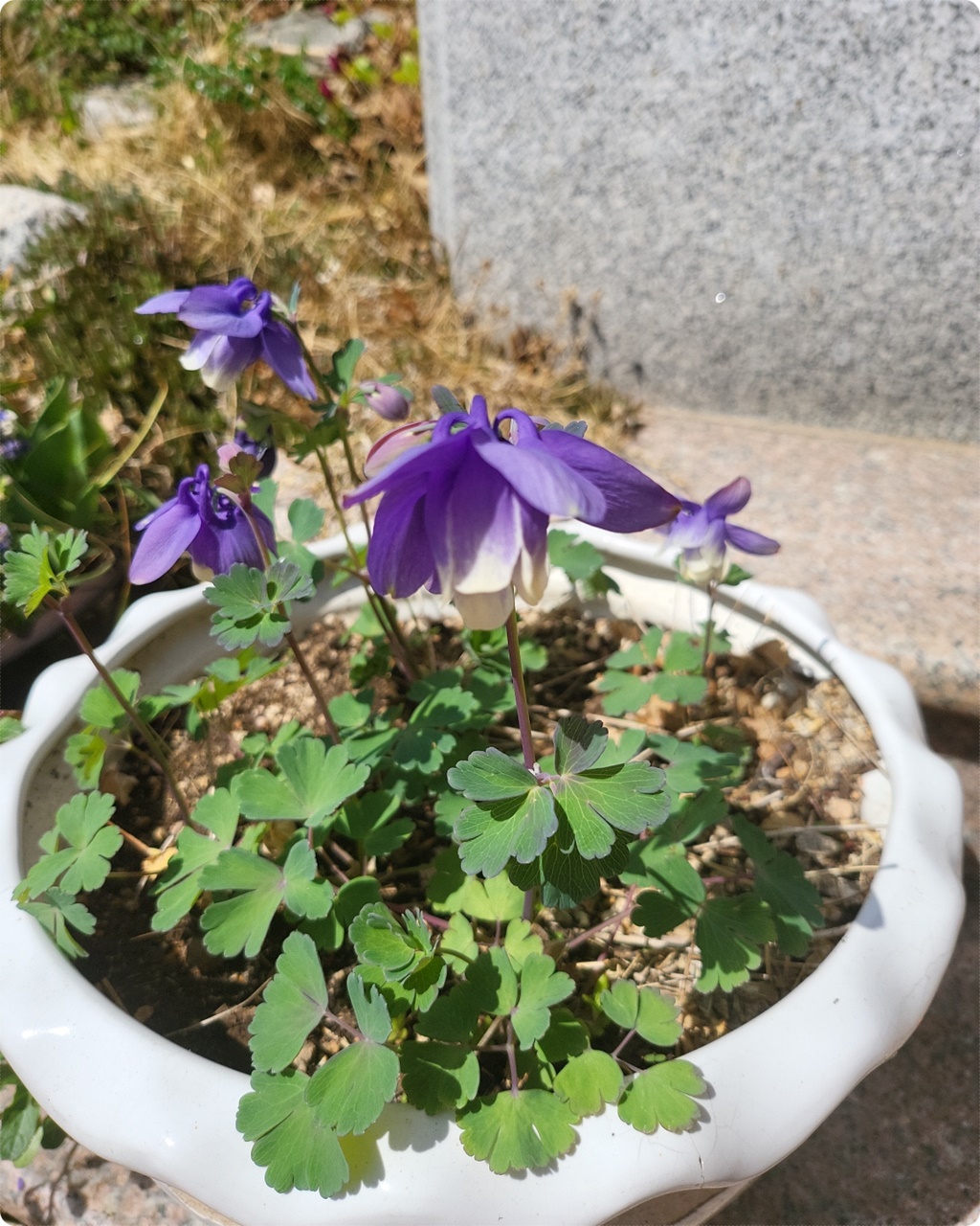 얌전하게 피어있네요