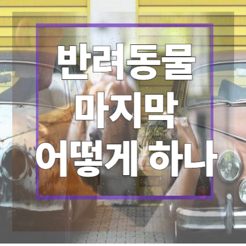 반려동물 장례식장 선택 시 꼭 알아야 할 유의사항