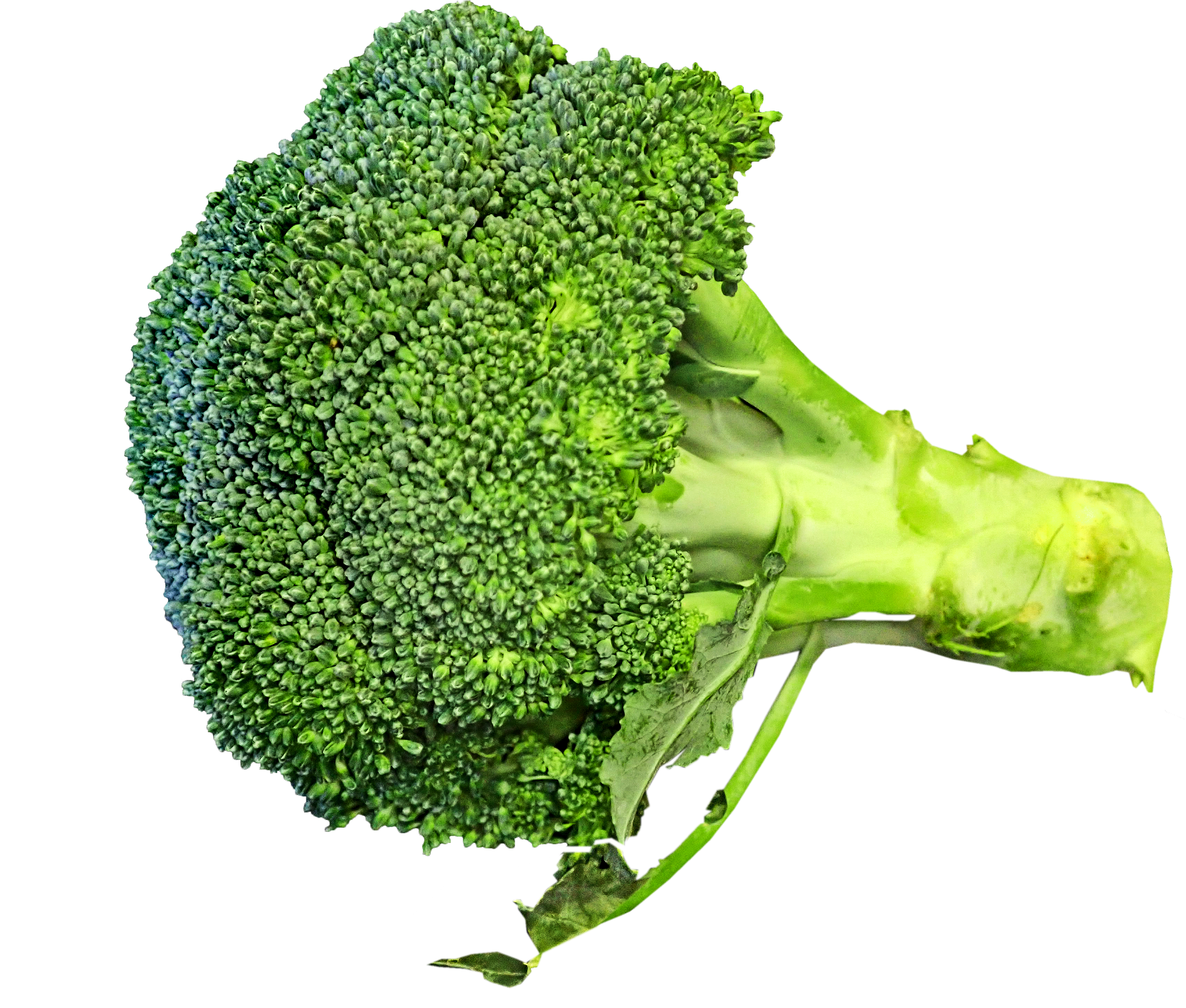 면역력 높이는 음식