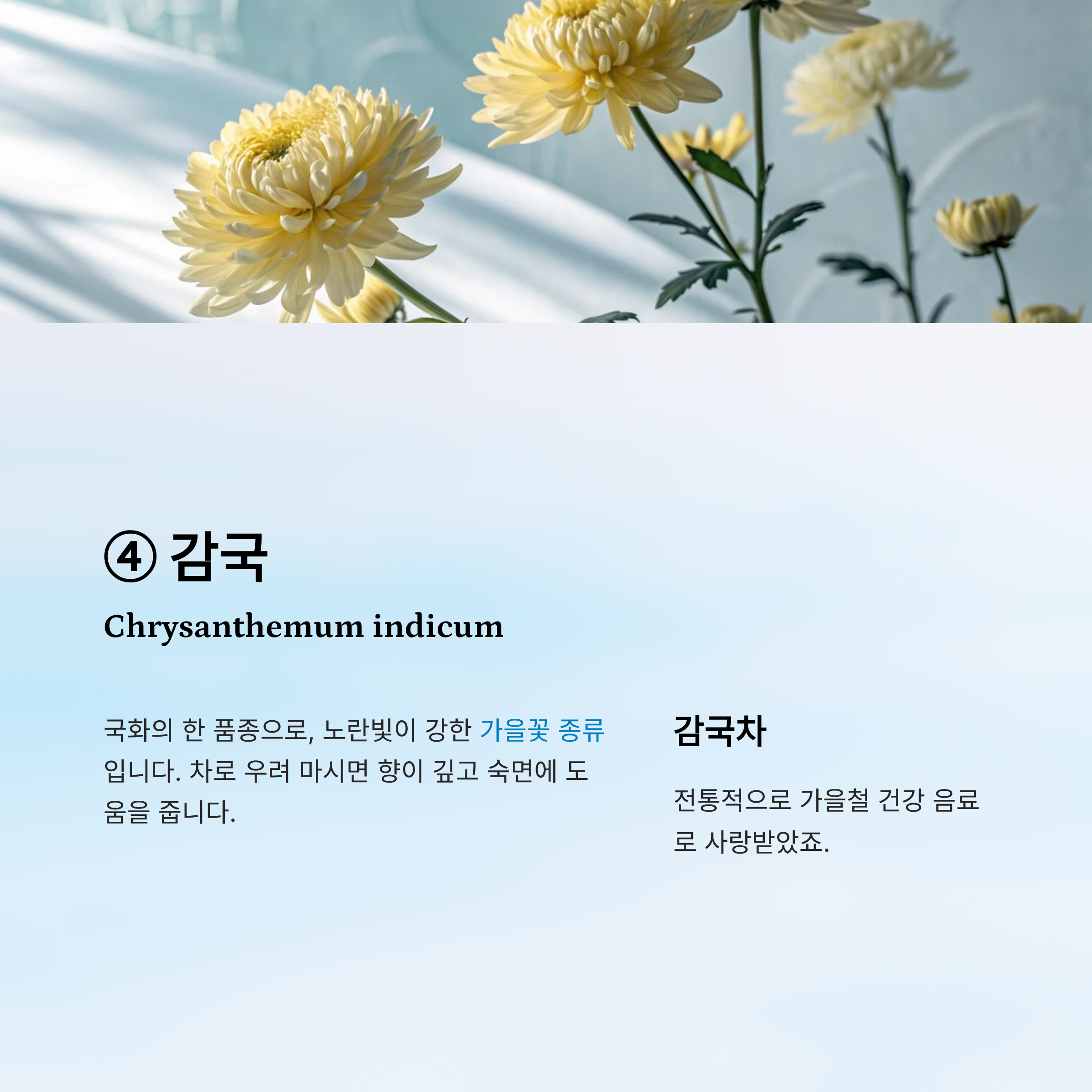 가을꽃 종류 알아보기