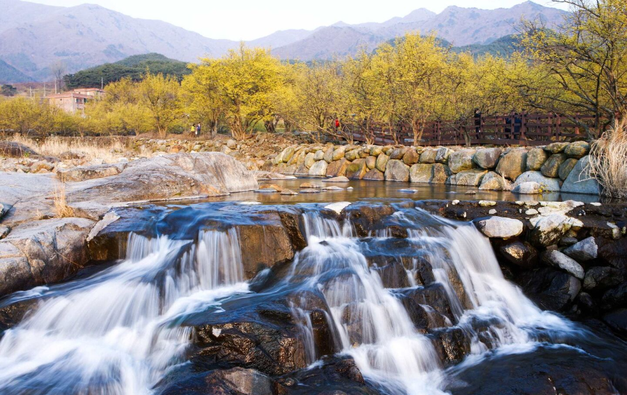 2025 광양 매화축제 완벽 가이드 ❘ 일정, 주차, 맛집 총정리!