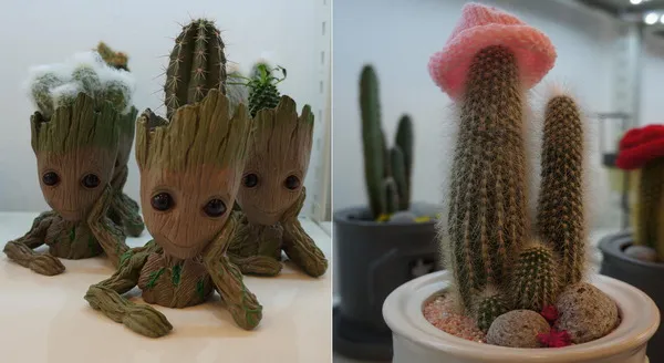 미니 선인장 키우기 물주기 통풍관리 창가배치 귀여운 관리법_2