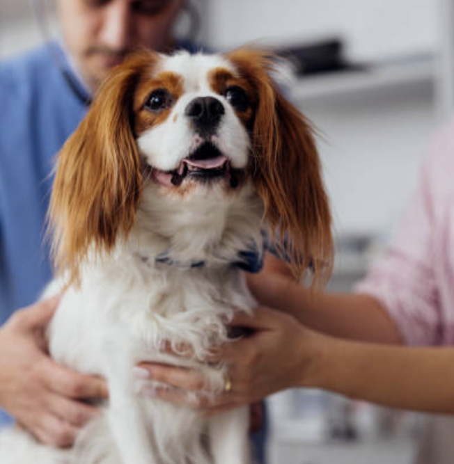 접종 안 하면 벌금? 2025 반려견 예방접종 일정표 총정리!