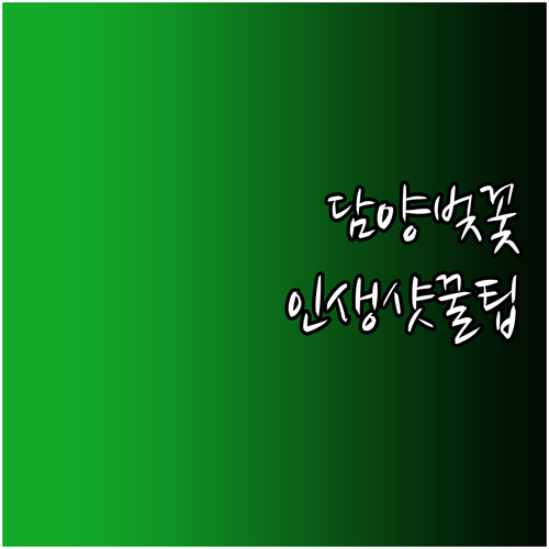 담양 벚꽃 여행 명소 관방제림 국수거..