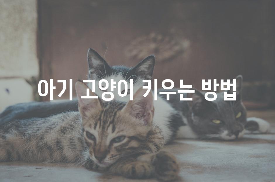 Kittens 4