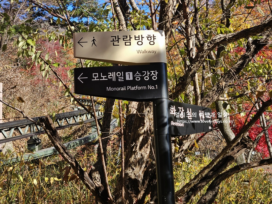 2025 화담숲 마지막 가을 단풍 화담채 분재 즐기기