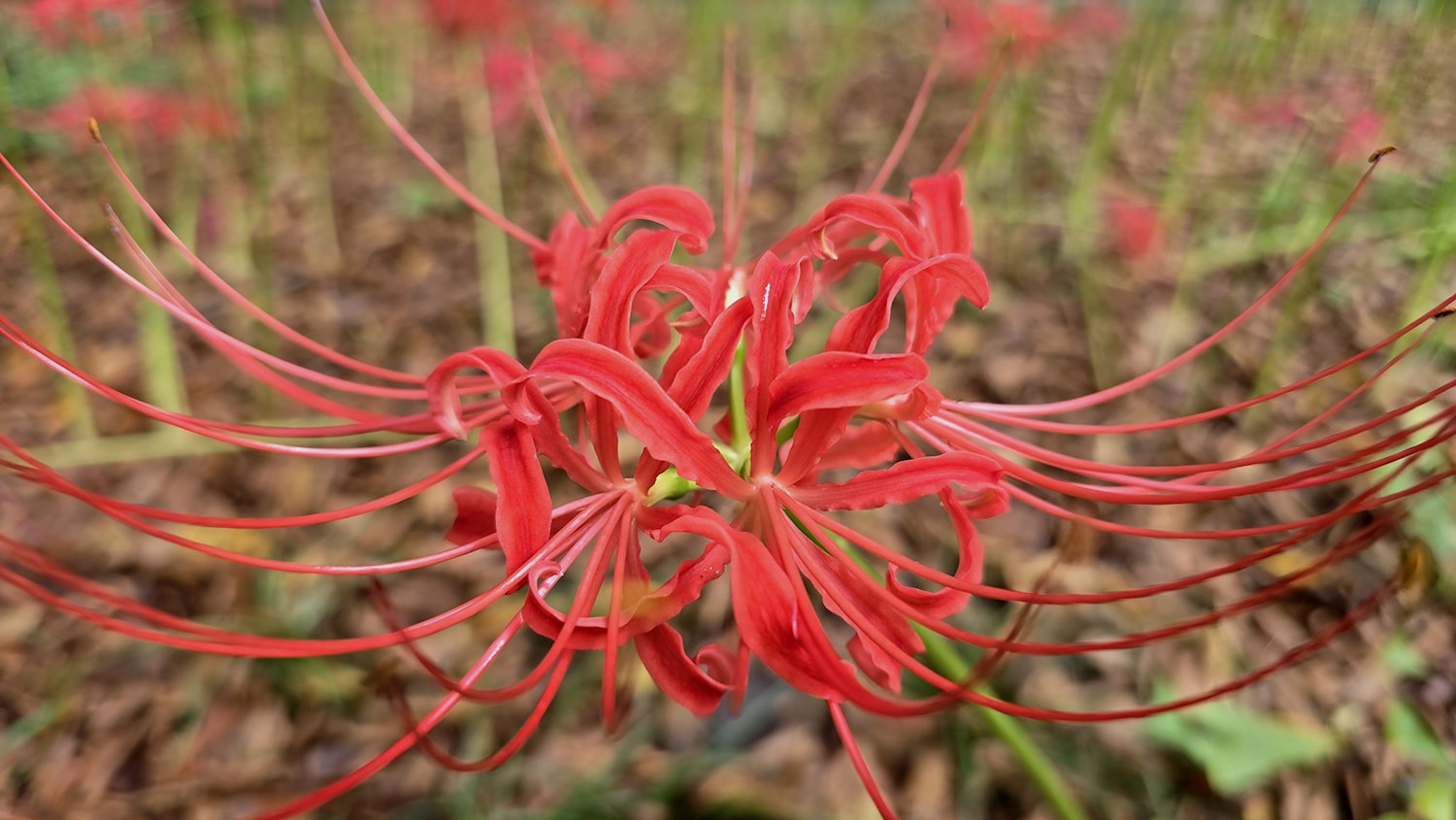 분당 중앙공원 꽃무릇9