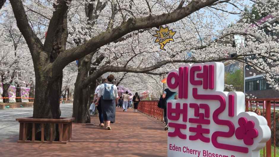 에덴벚꽃길 벚꽃축제 완벽 가이드