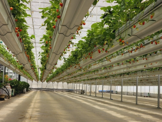 딸기 체험농장 추천