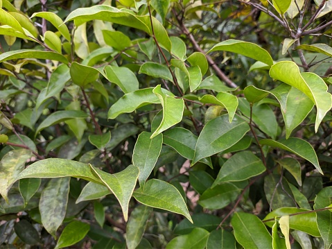 침향 효능, 부작용 및 안전하게 사용하는 방법